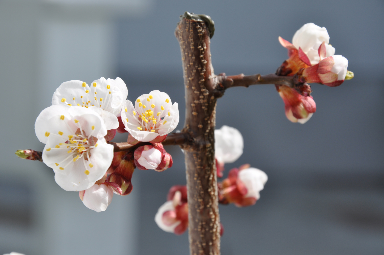 Frühling