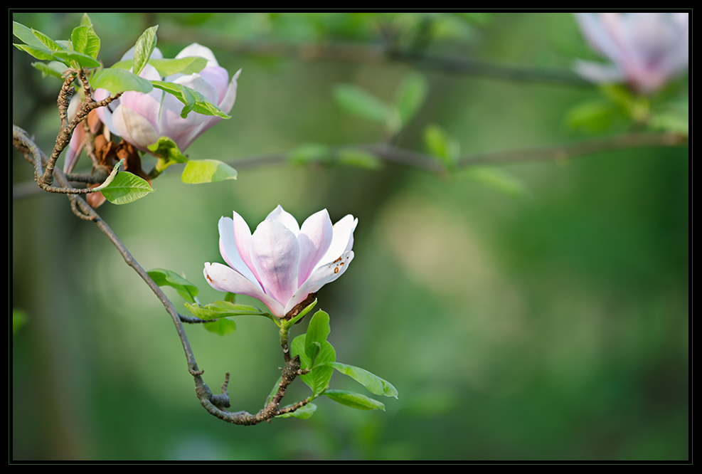 Frühling