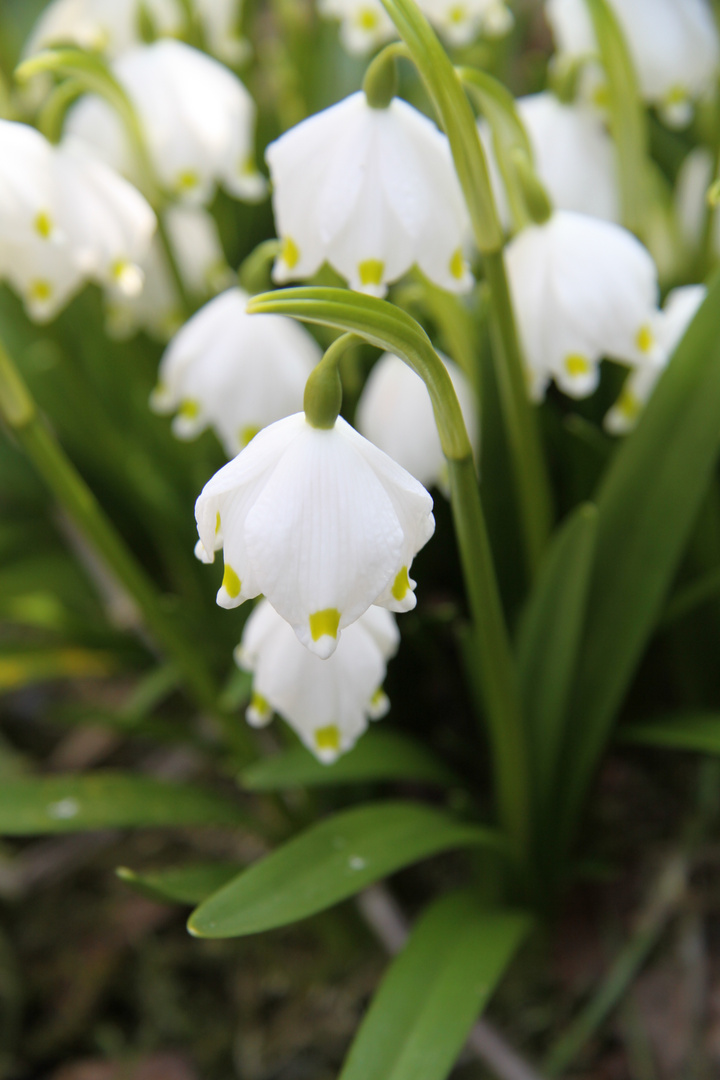 Frühling