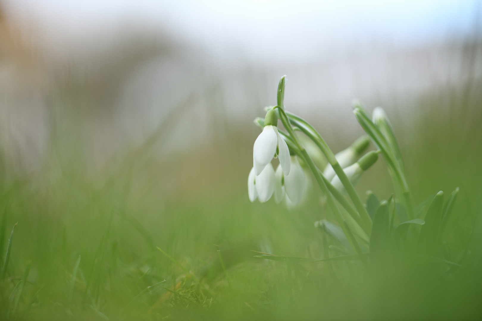 Frühling