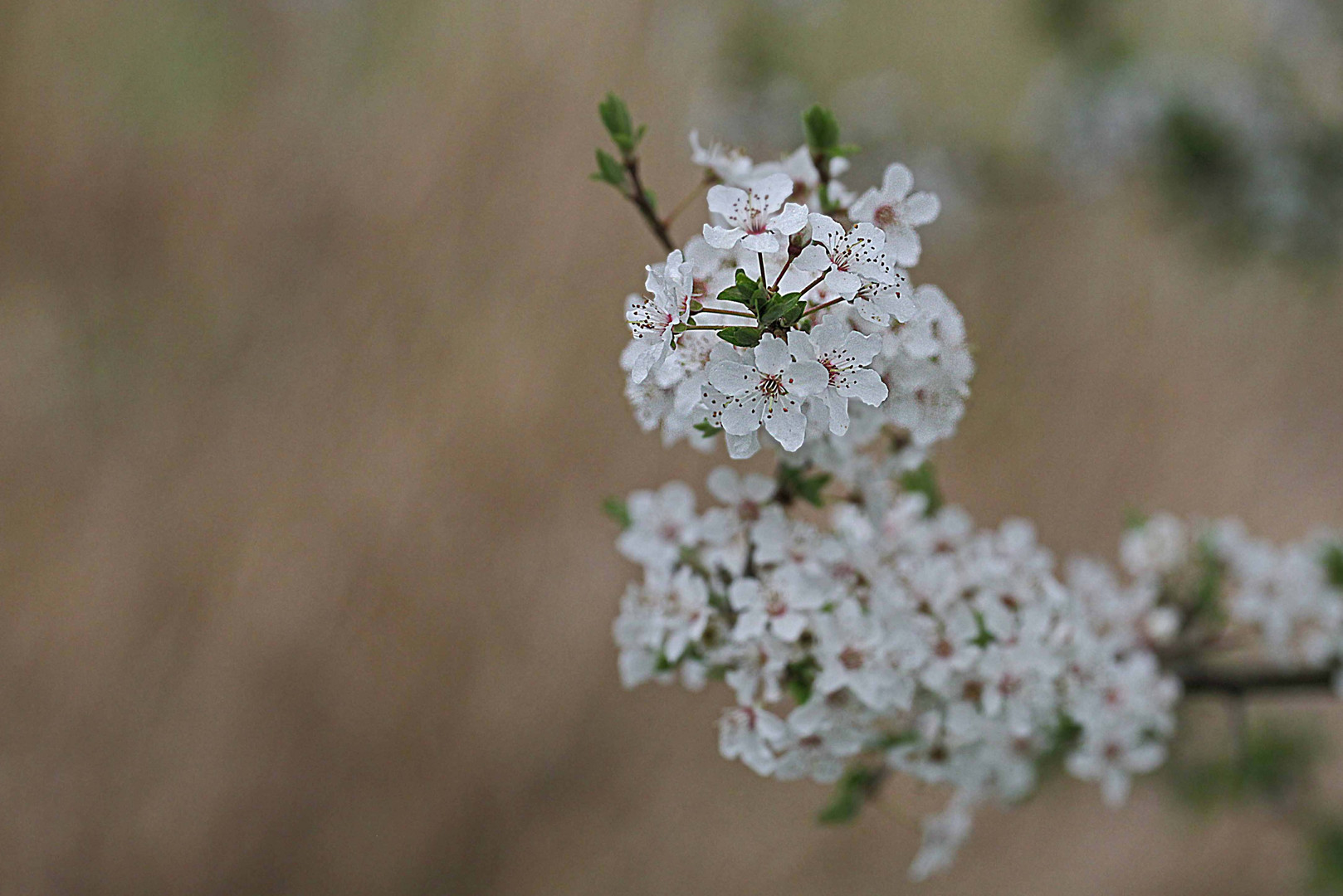 Frühling