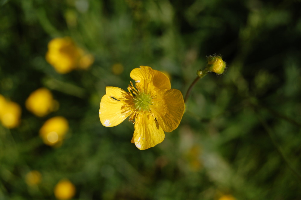 Frühling