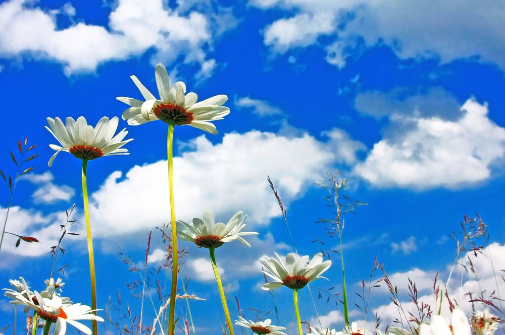 Frühling von Jürgen Nießen 