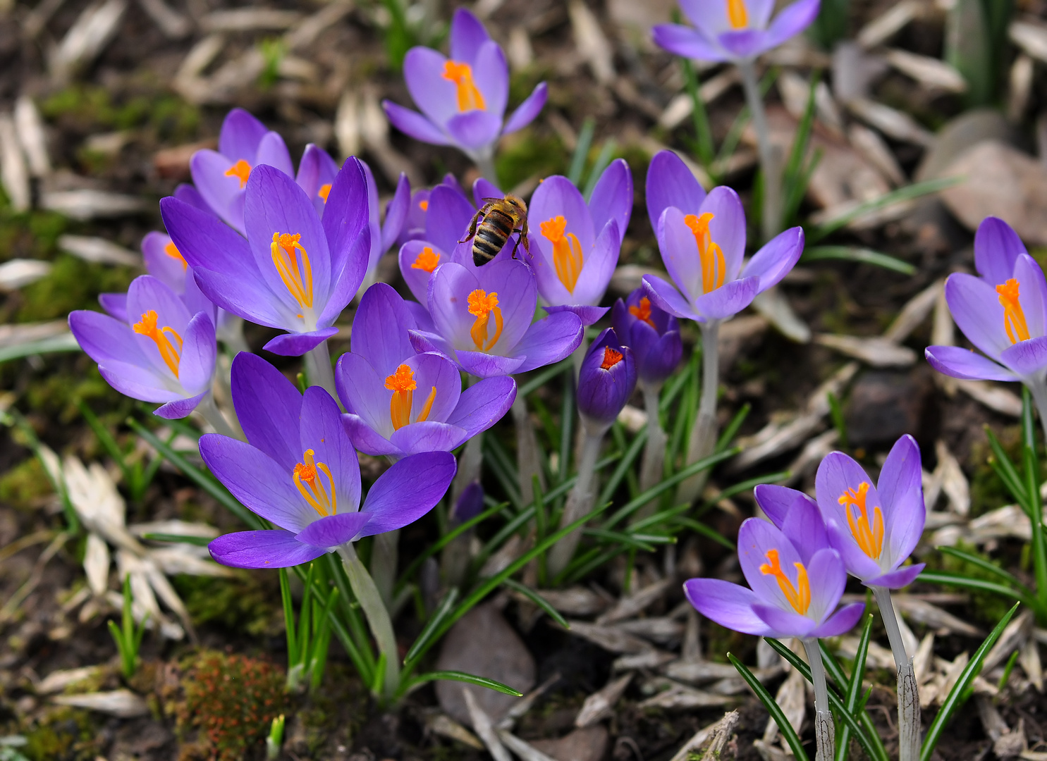 Frühling