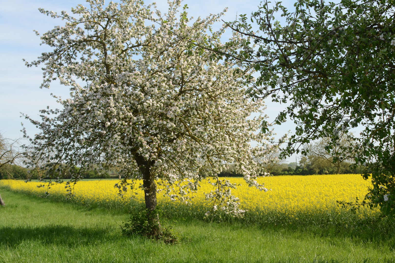 Frühling