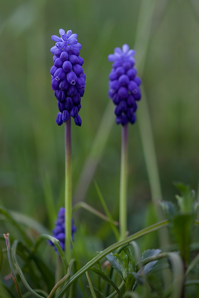 Frühling