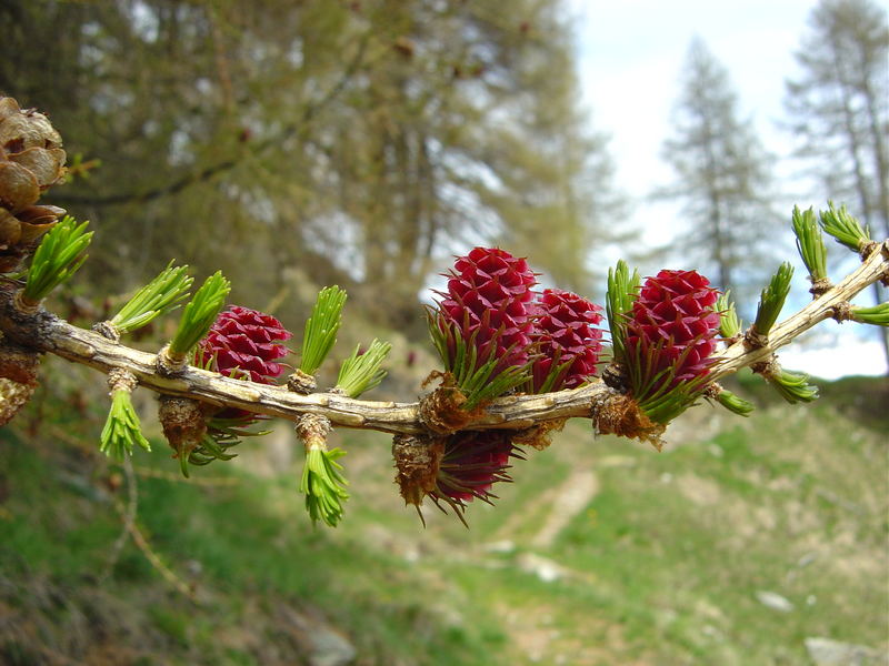 Frühling