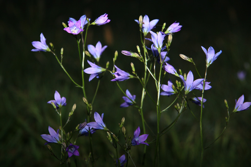 Frühling 5