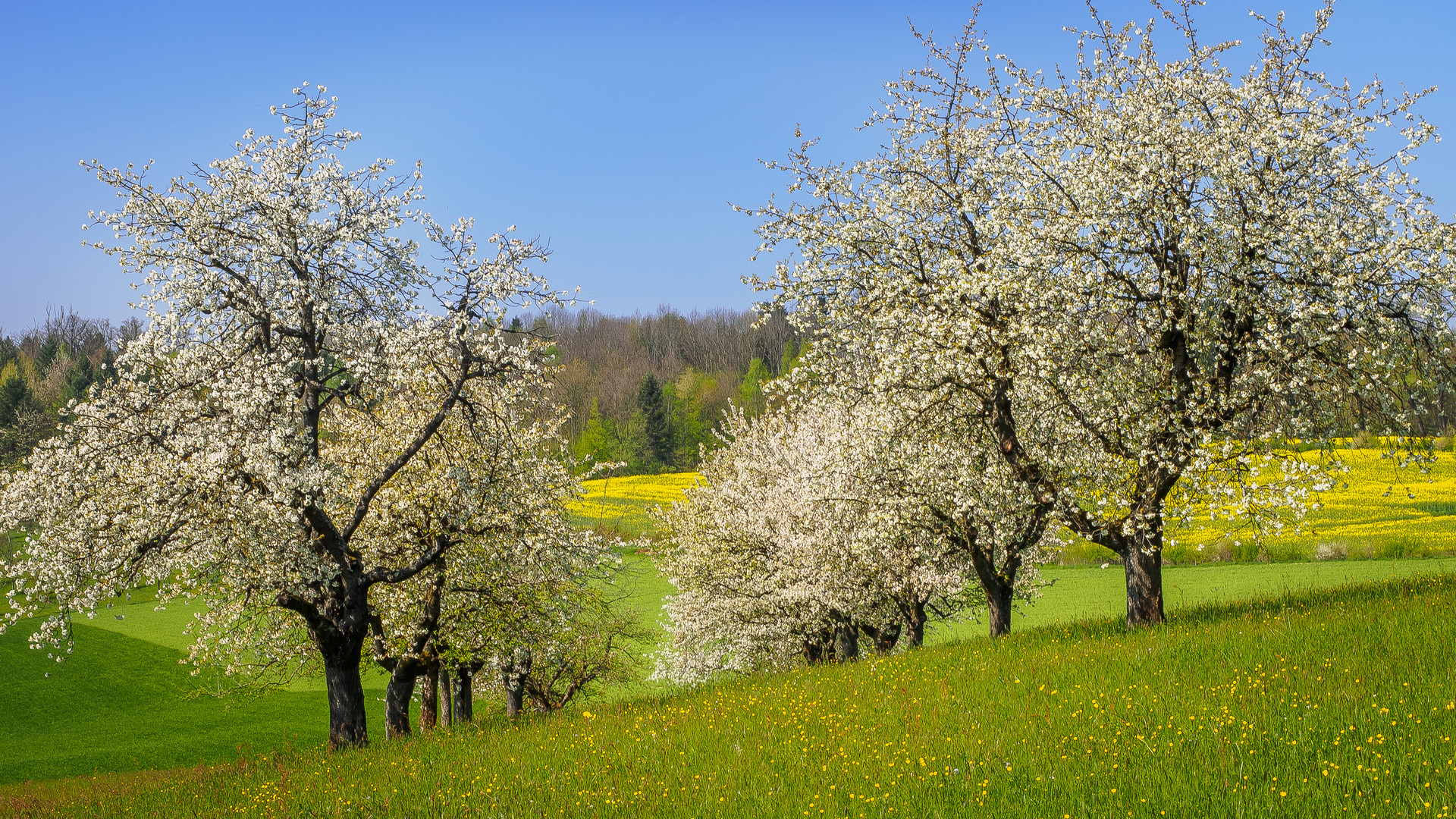 Frühling...