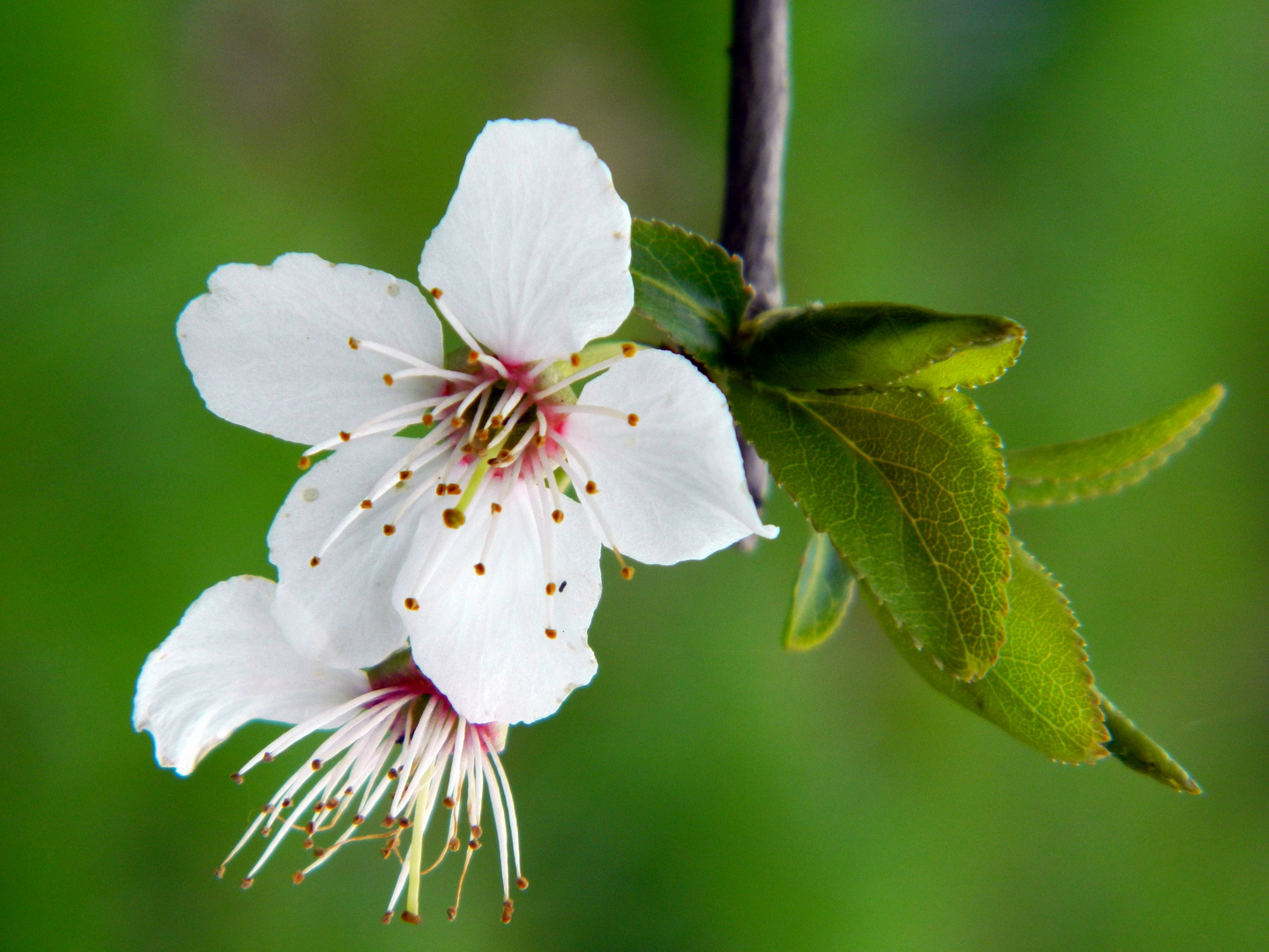 Frühling