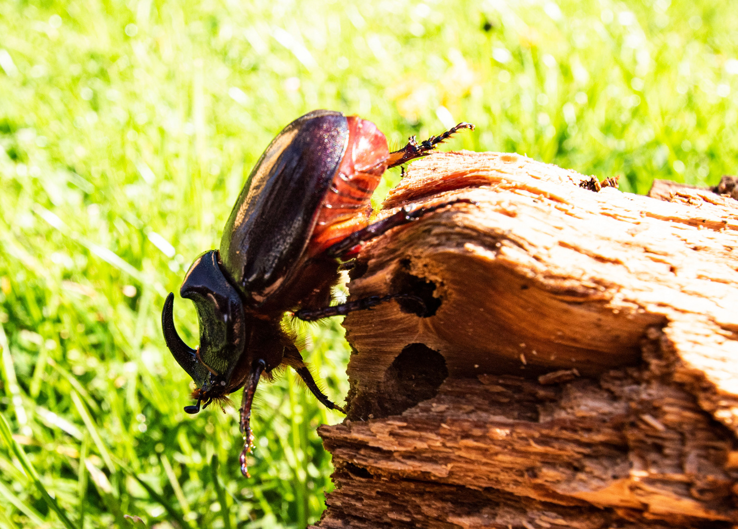 Frühling Foto & Bild tiere, wildlife, insekten Bilder auf