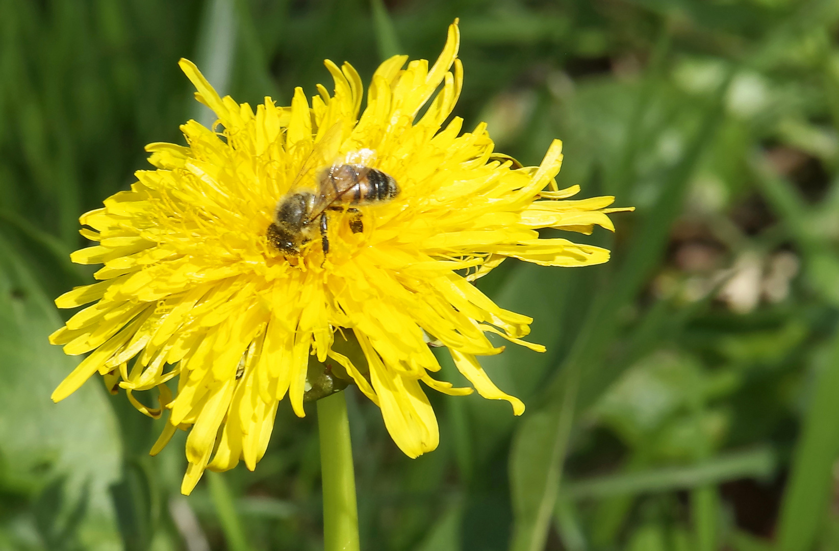 ...Frühling