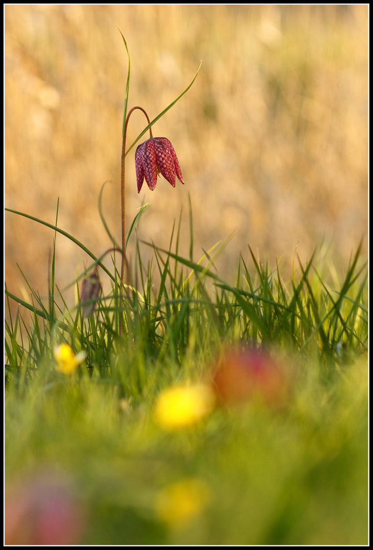 Frühling