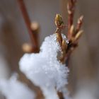 Frühling