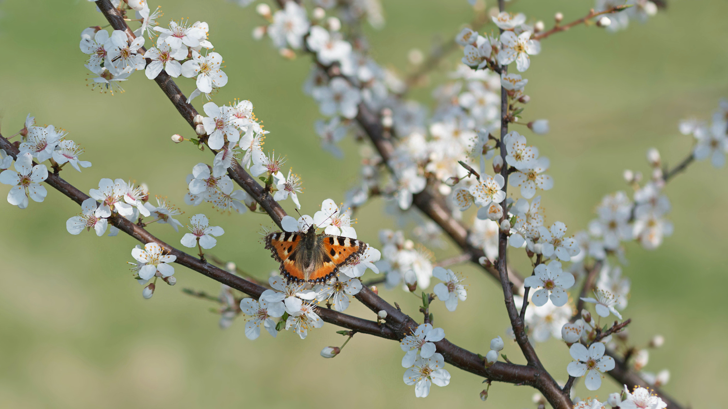 Frühling