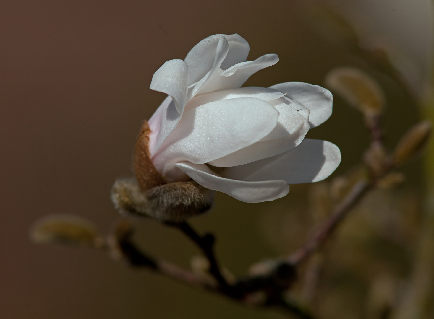 frühling