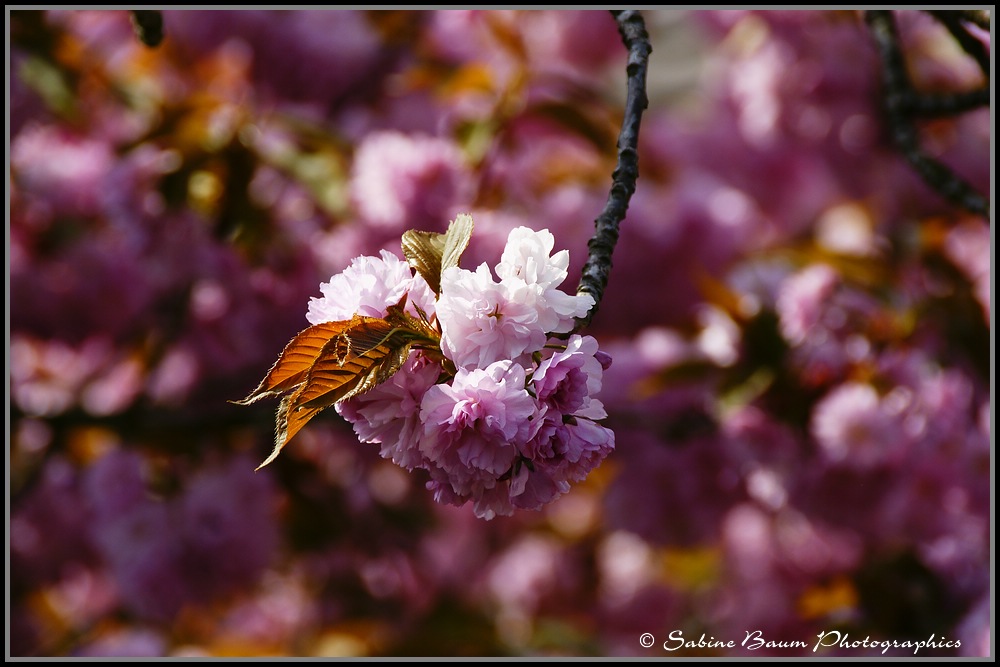 Frühling