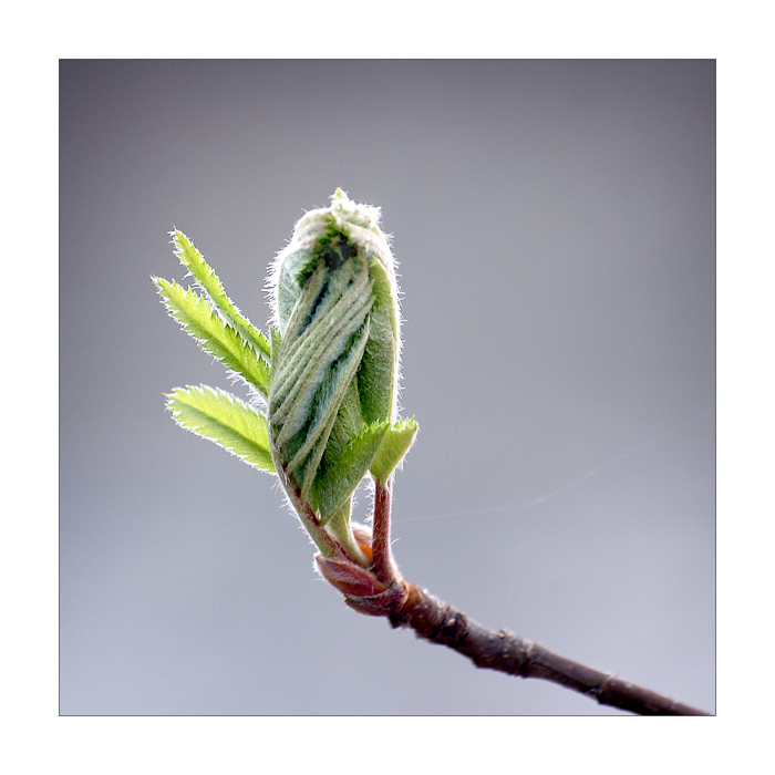 Frühling