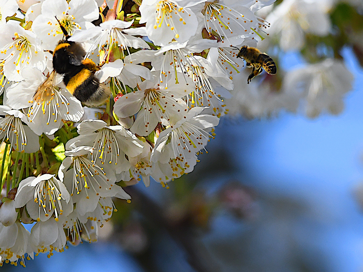 Frühling