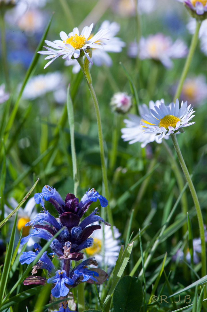 Frühling