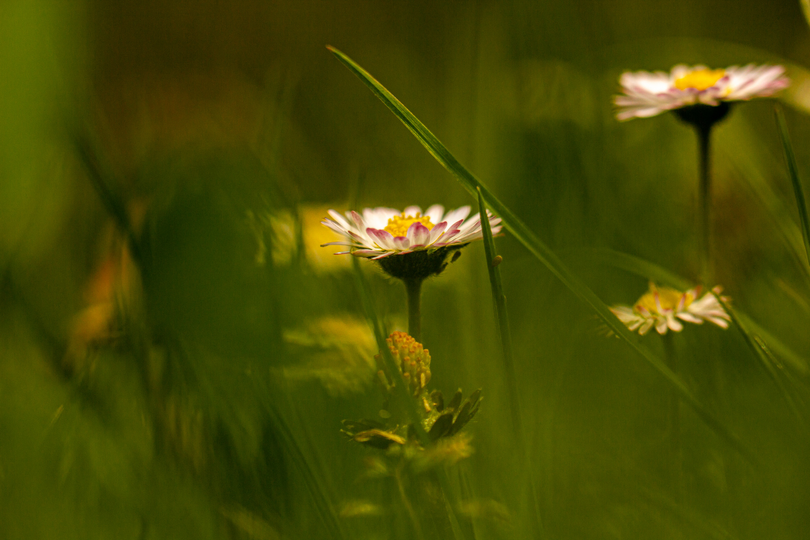 Frühling