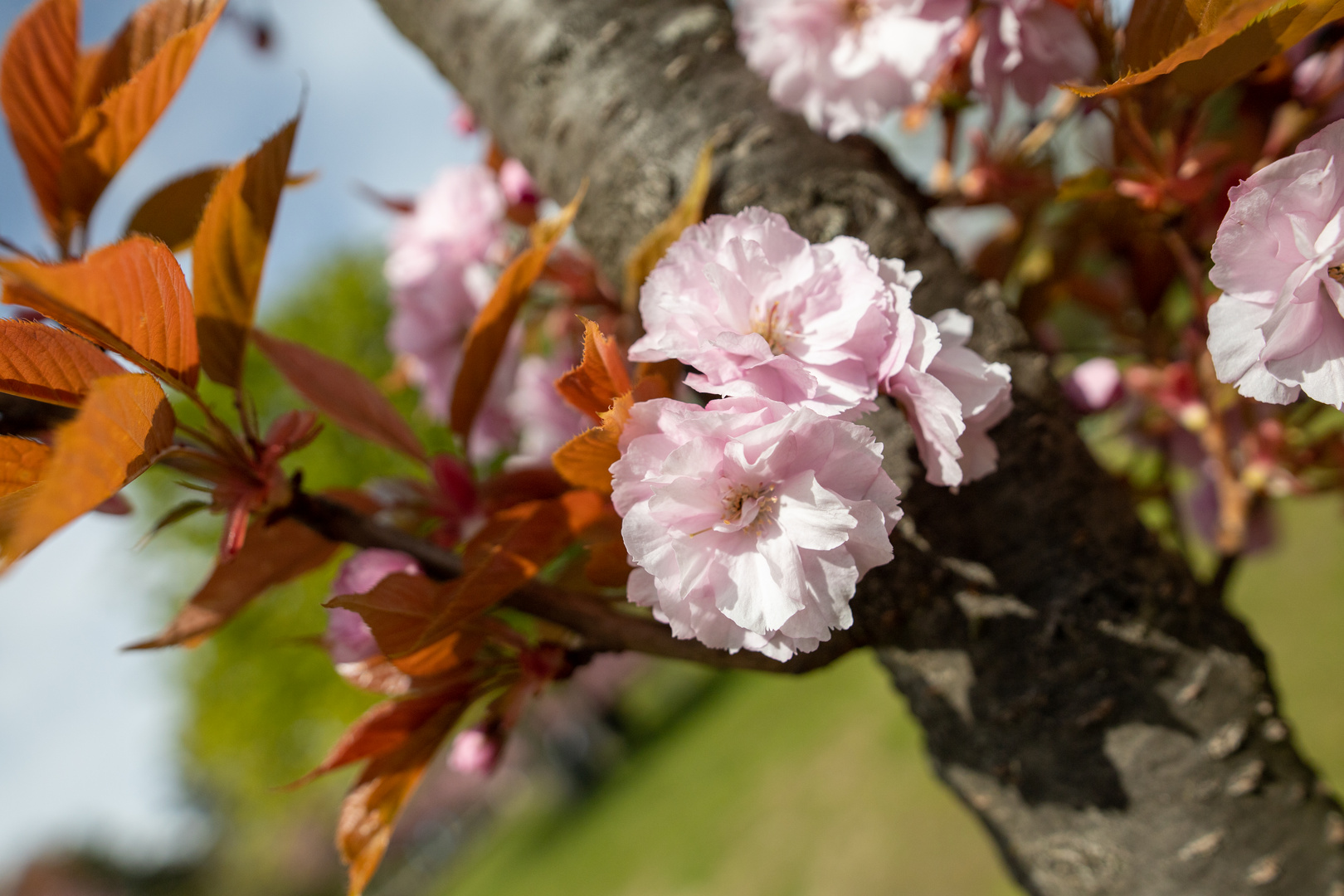 Frühling