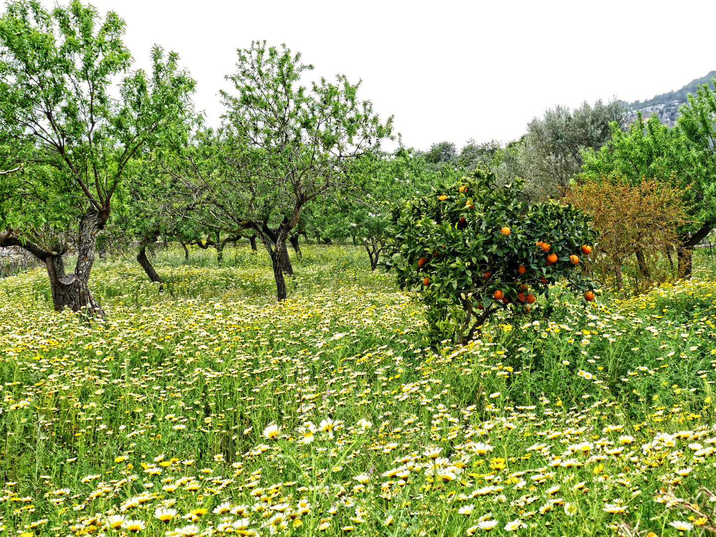 Frühling