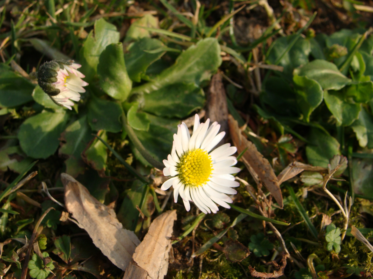 Frühling