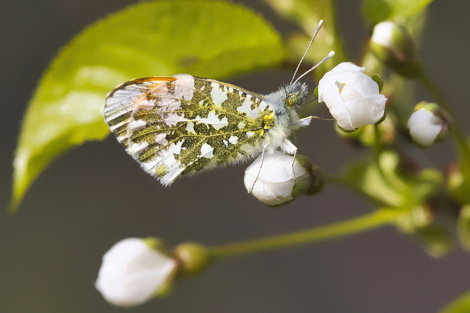 frühling