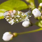 frühling