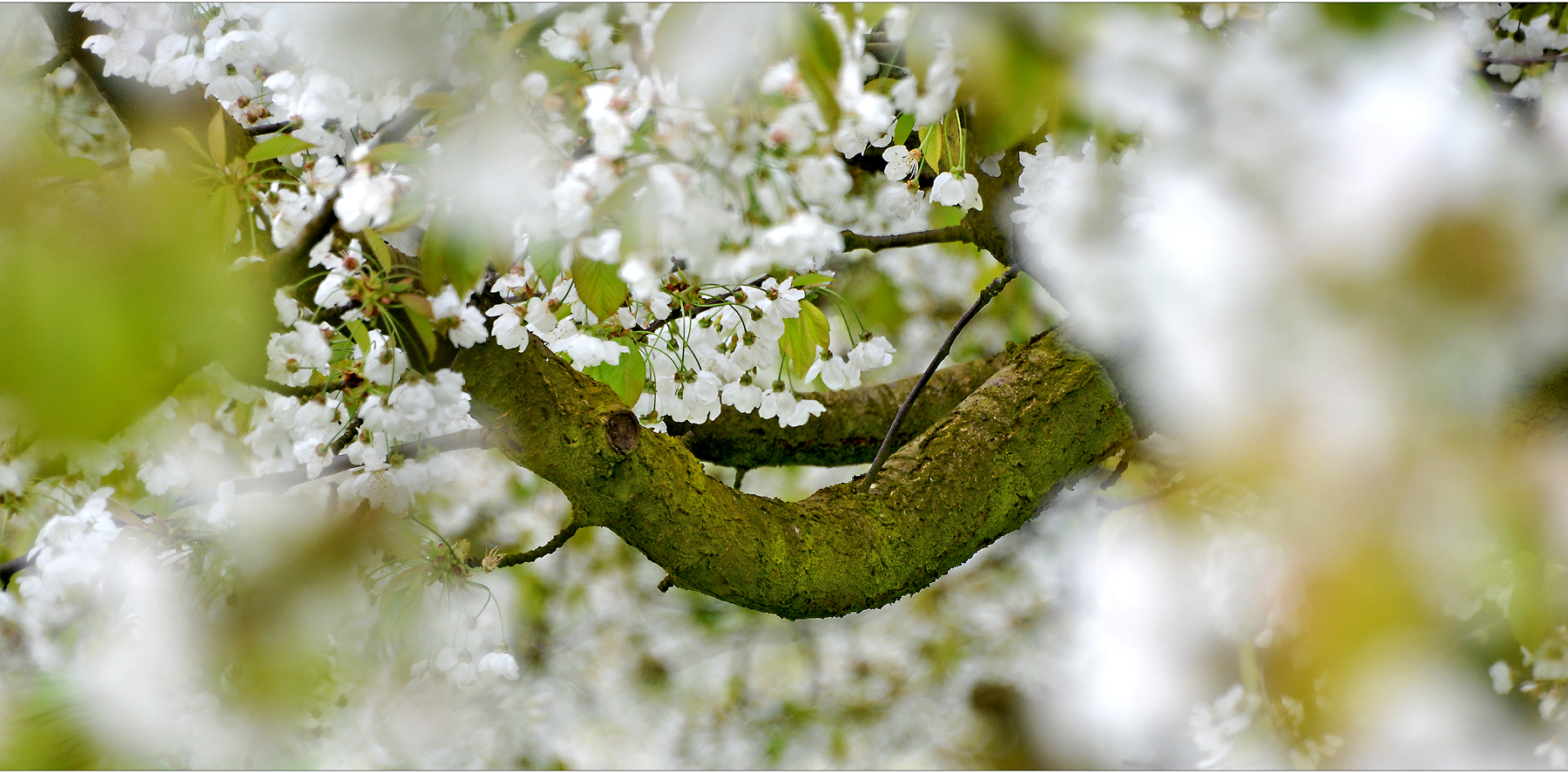 ...frühling...