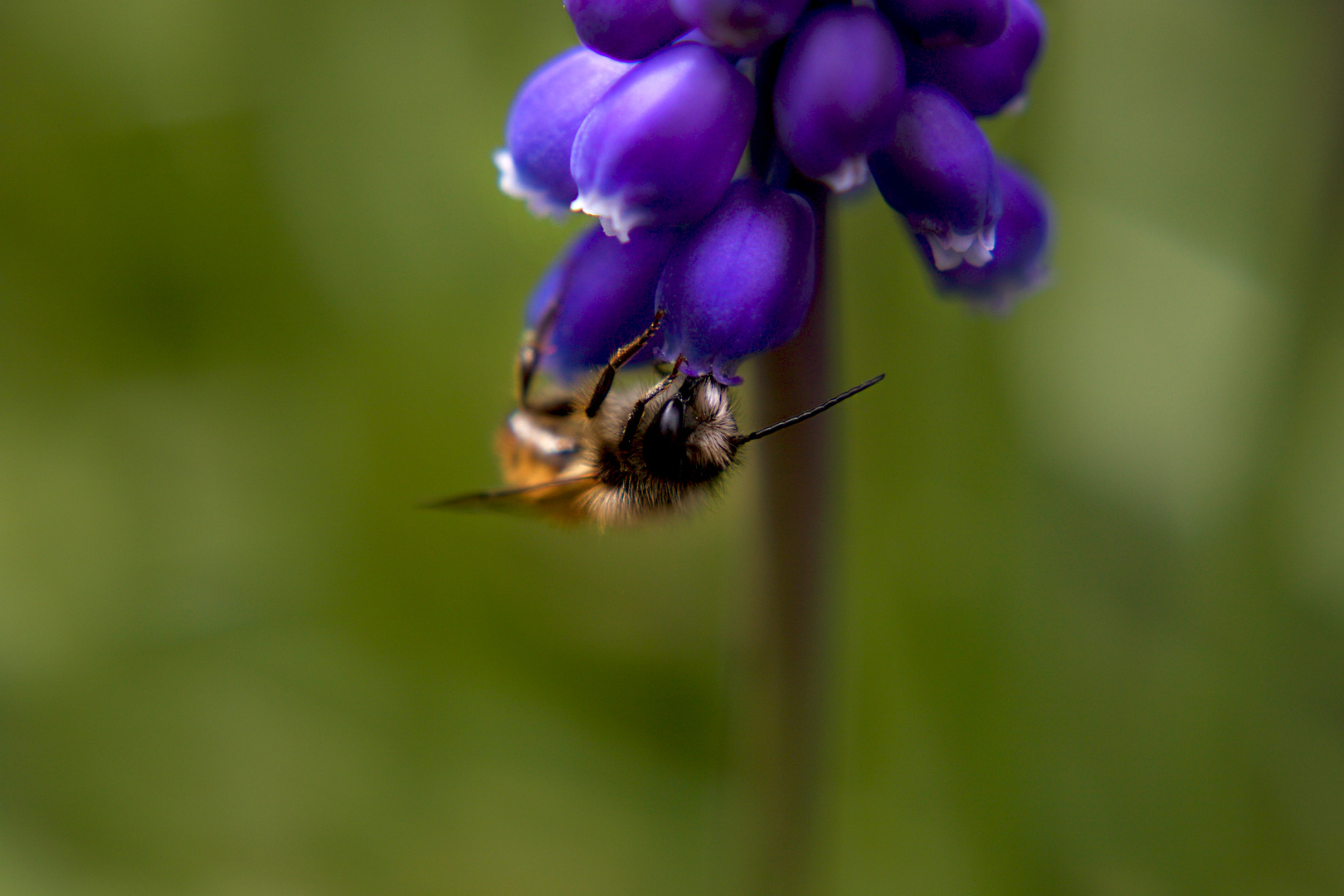 Frühling