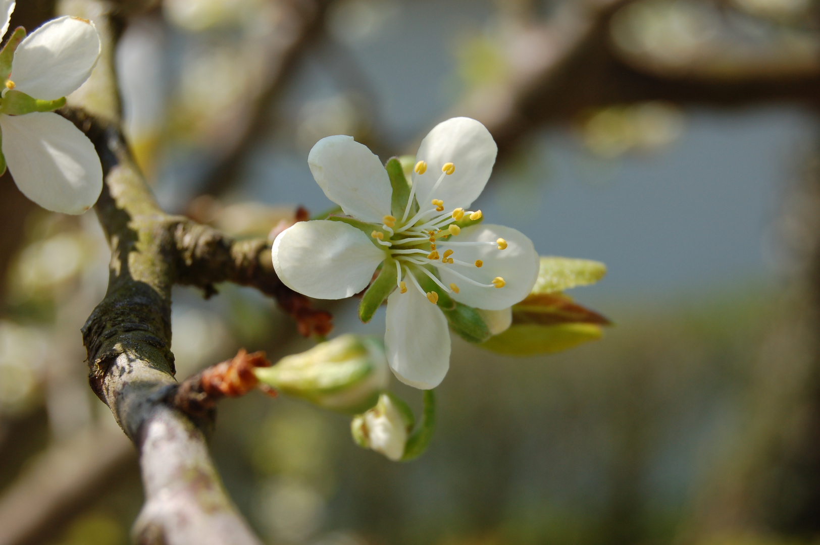 " Frühling "