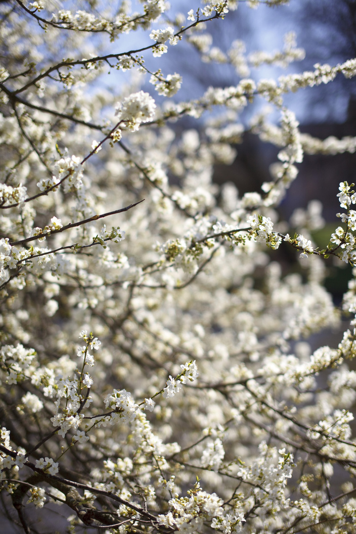 Frühling