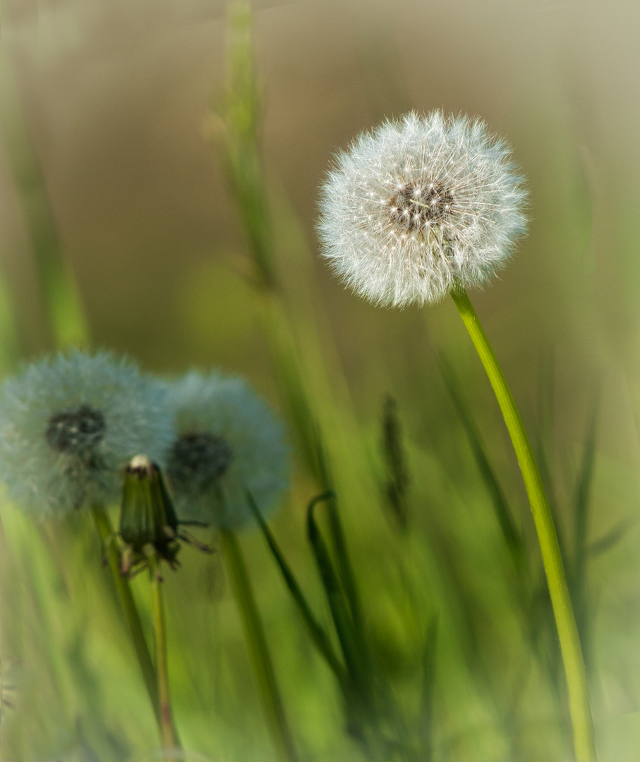 Frühling