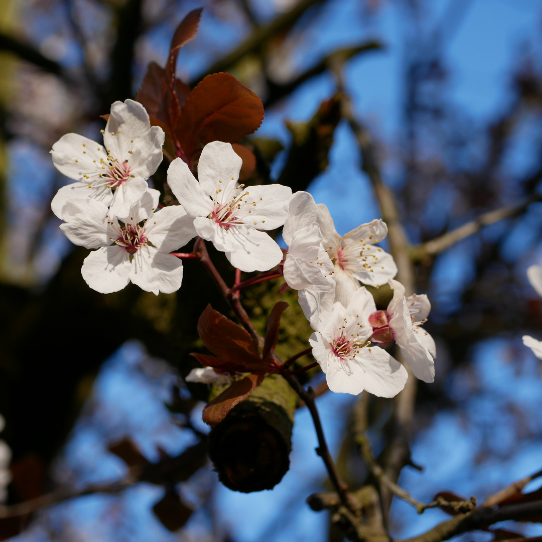 Frühling