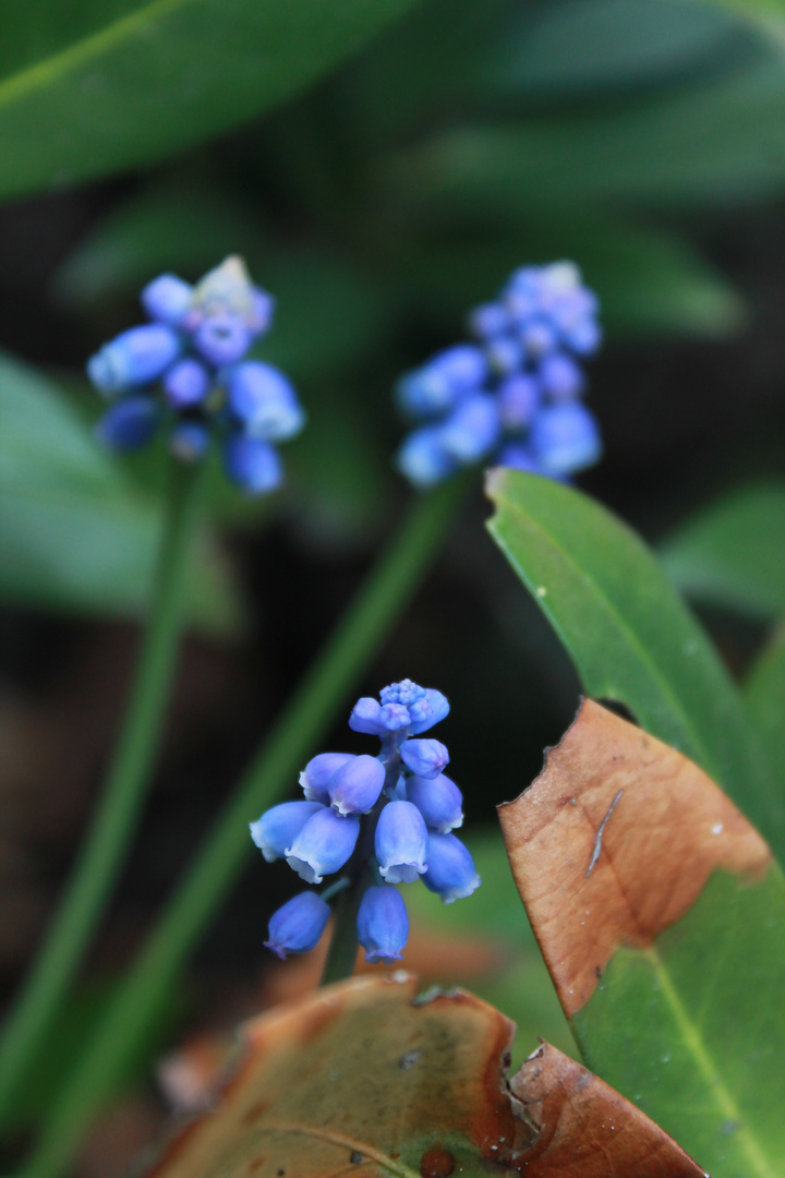 Frühling