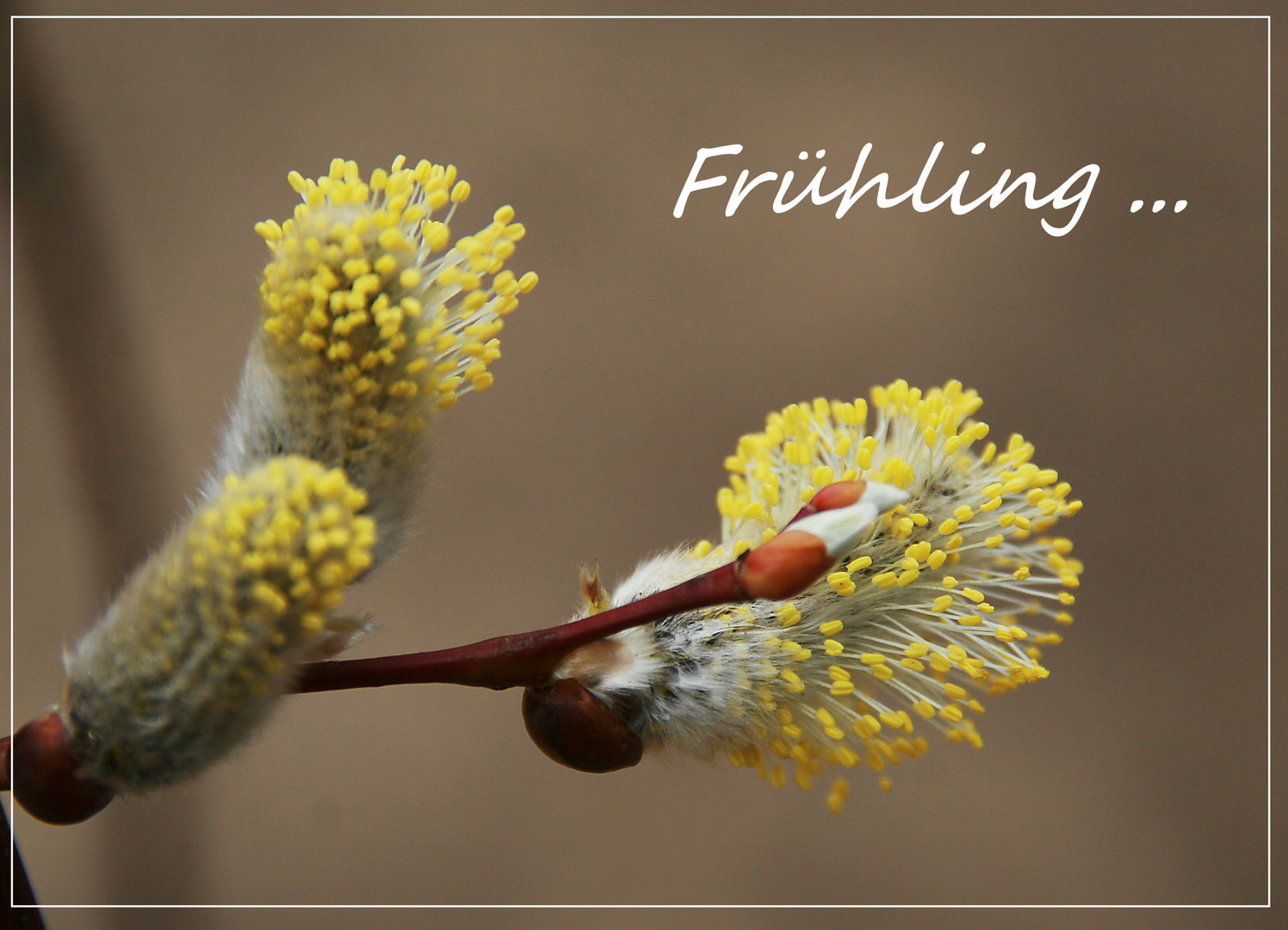 frühling