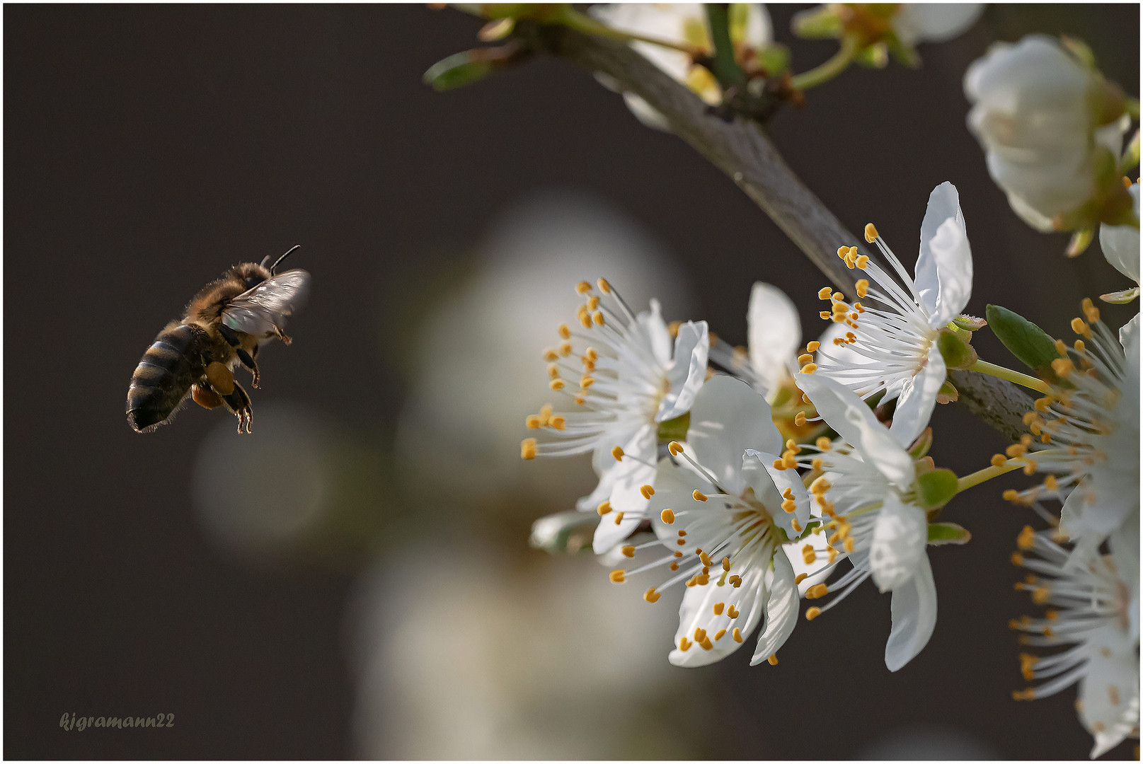 frühling....