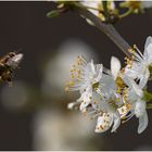 frühling....