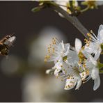 frühling....