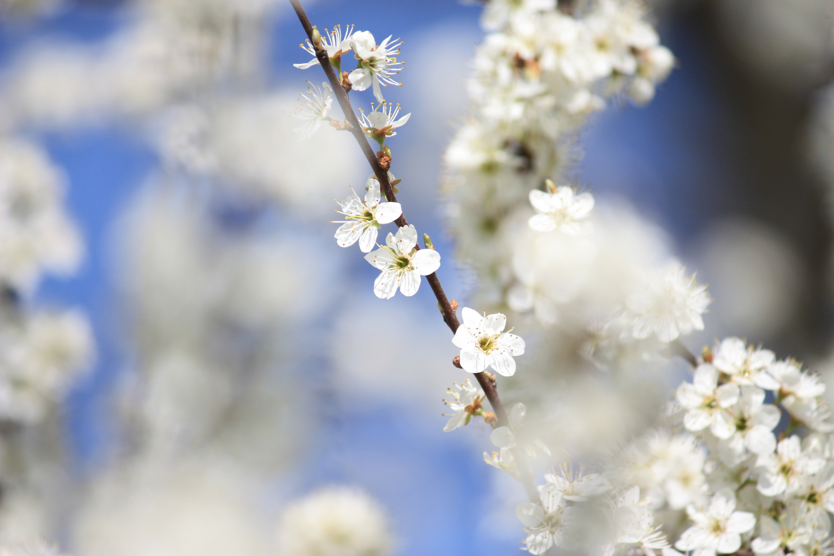 Frühling