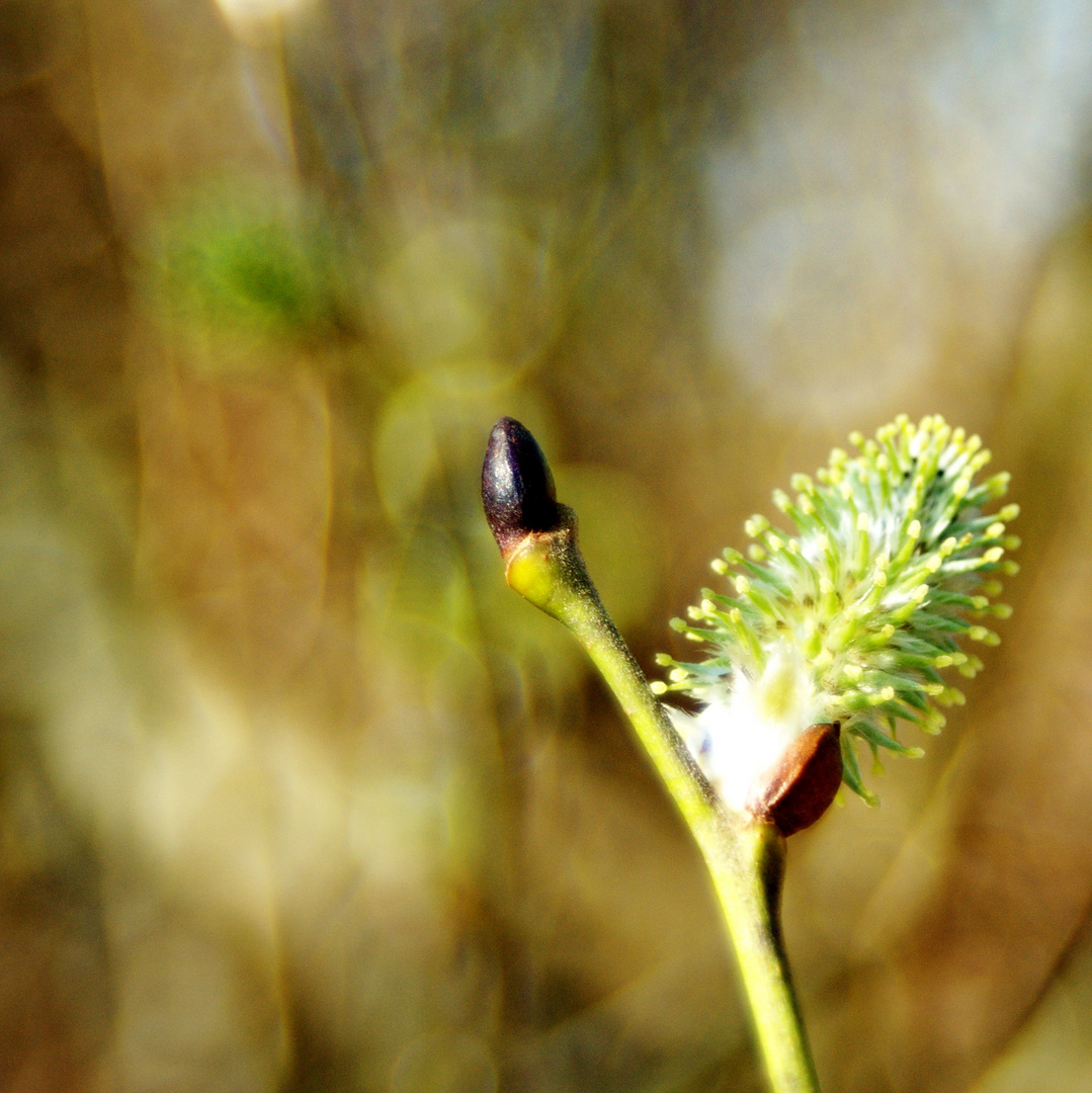 Frühling