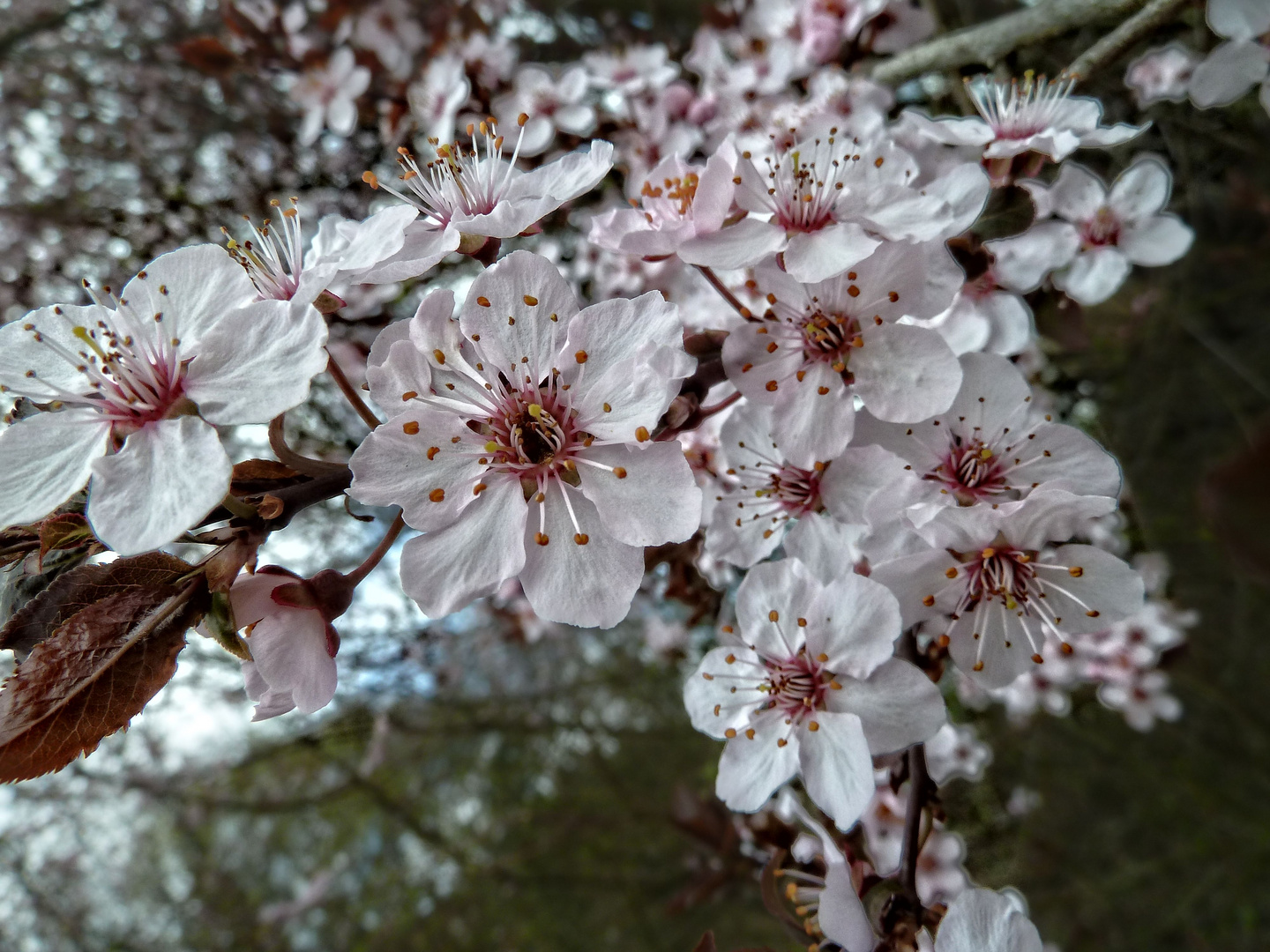 Frühling