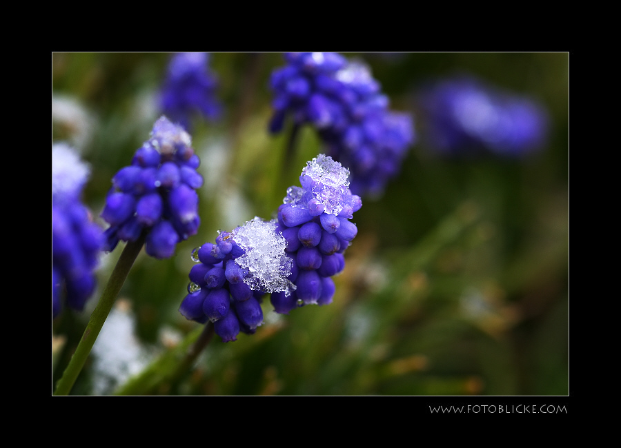 Frühling!!!