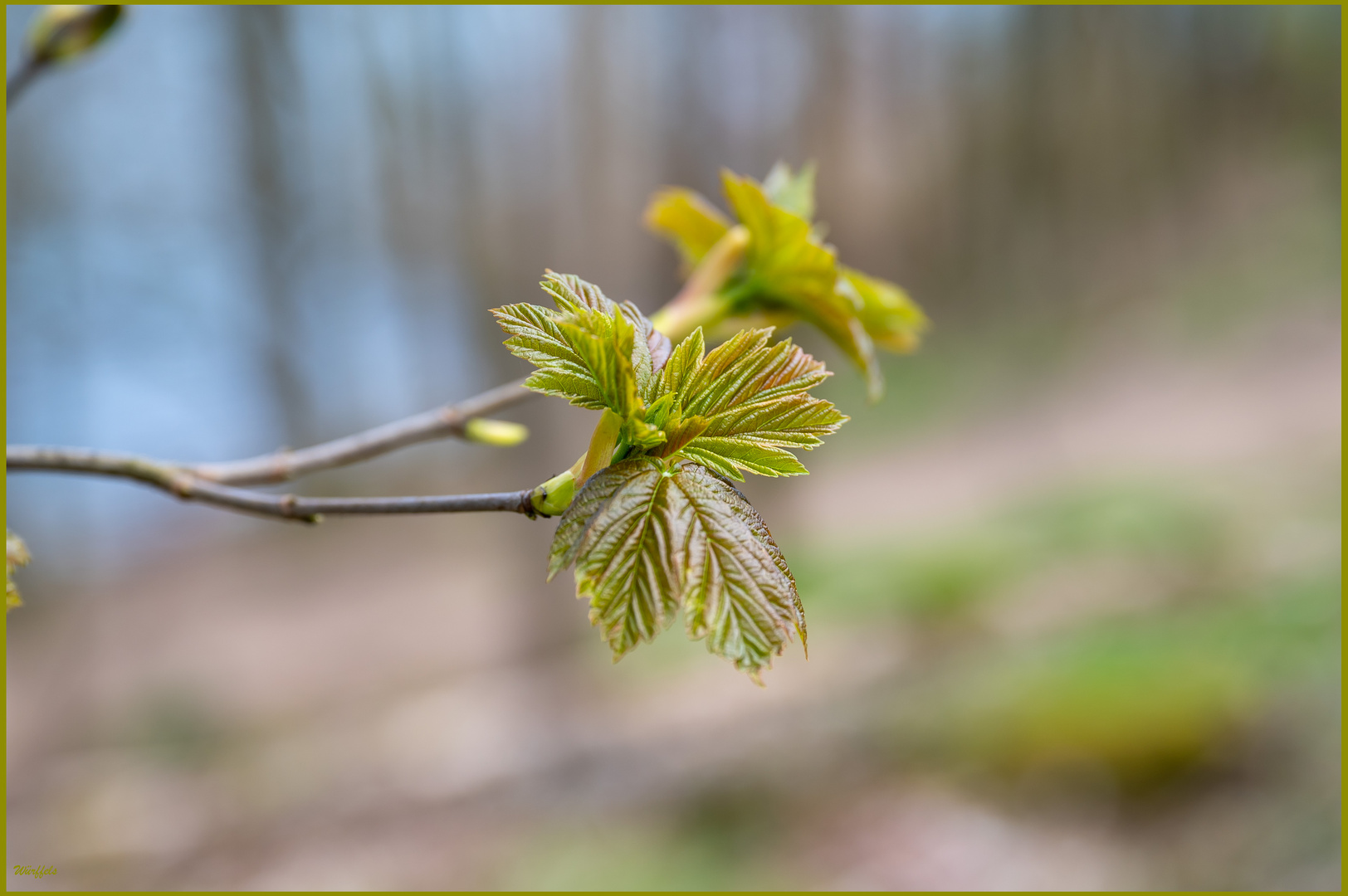 Frühling