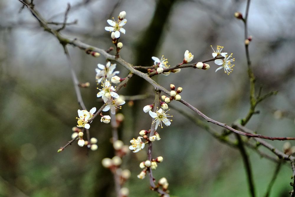 frühling