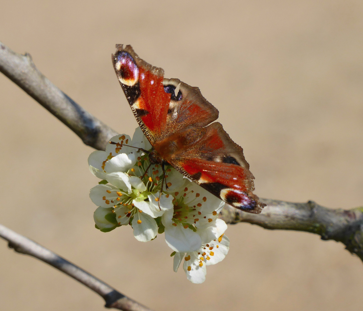 Frühling...