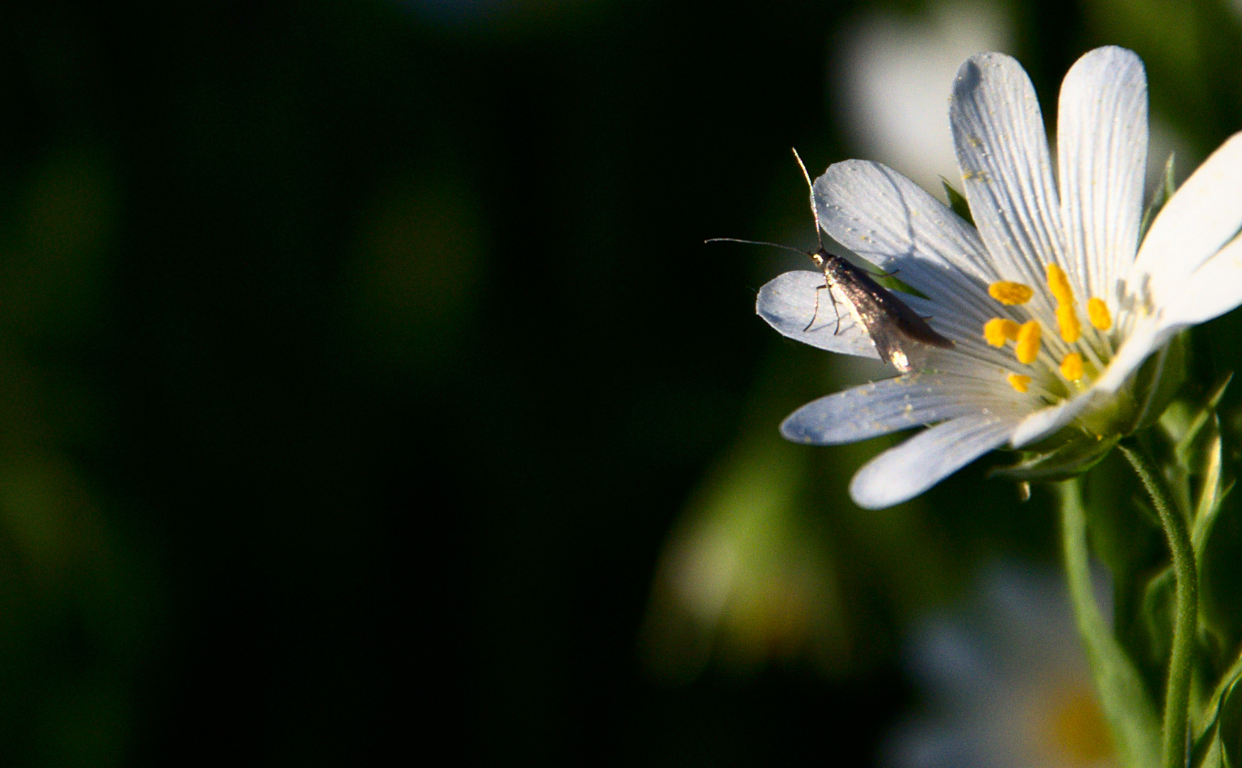 Frühling