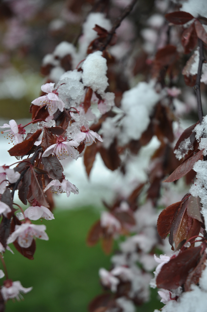 Frühling?